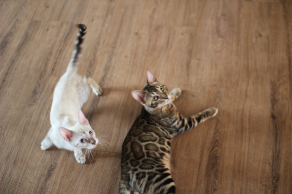 뱅갈고양이분양 너희들 강아지니? 고양이니? ^^ 관련 이미지 18