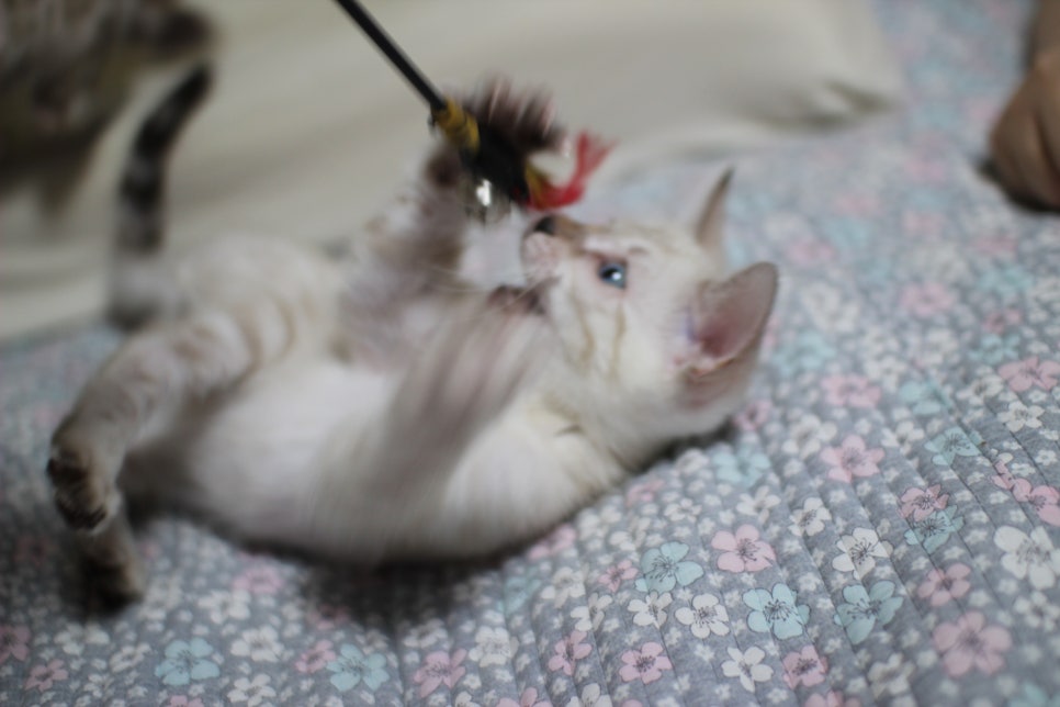 분양중인 개냥이 스노우뱅갈고양이 여아~ 관련 이미지 5