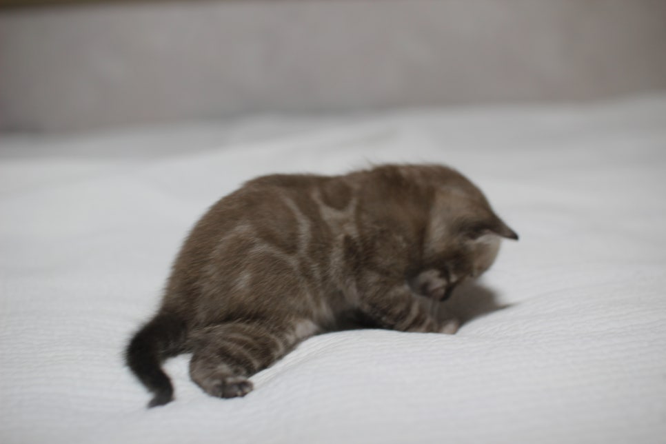 밍크차콜 뱅갈고양이 남아 분양 합니다~ 관련 이미지 2