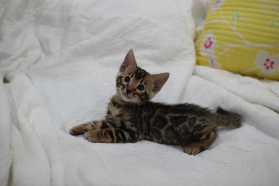 순둥이 개냥이 뱅갈고양이 남아5 분양해요~ 관련 이미지 4