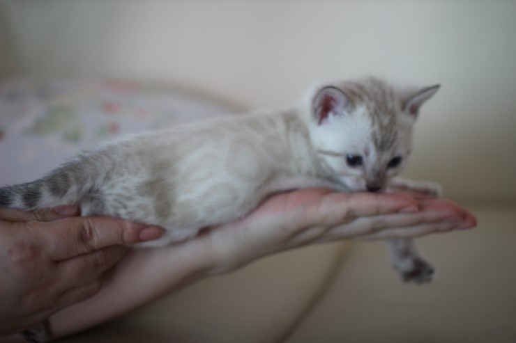 스노우 뱅갈고양이 흰둥이 예약 분양 합니다~ 관련 이미지 3