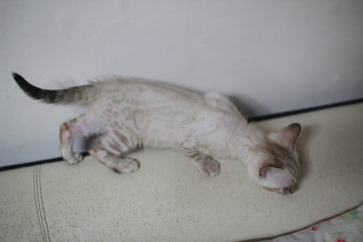 실링스 뱅갈고양이 키퍼여아 입니다~ 관련 이미지 2