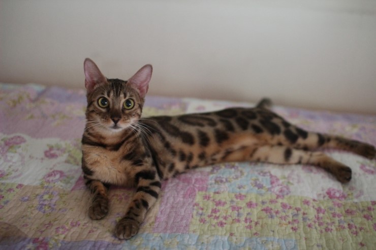 껌딱지 뱅갈고양이~~ 관련 이미지 1