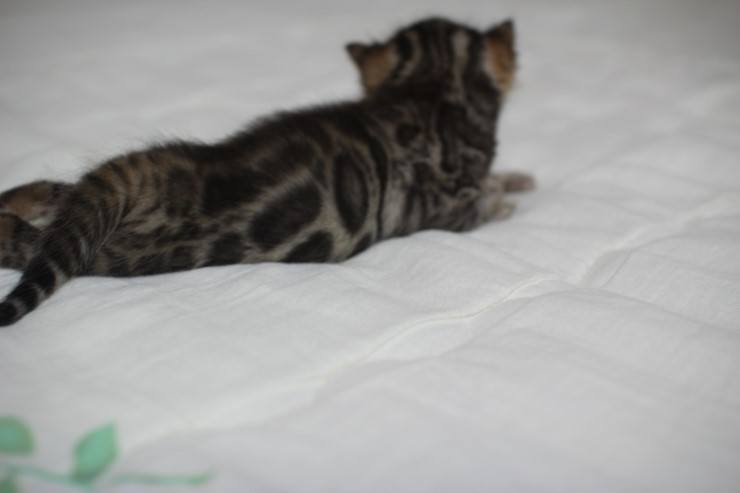 뱅고양이 남매예요~ 관련 이미지 5