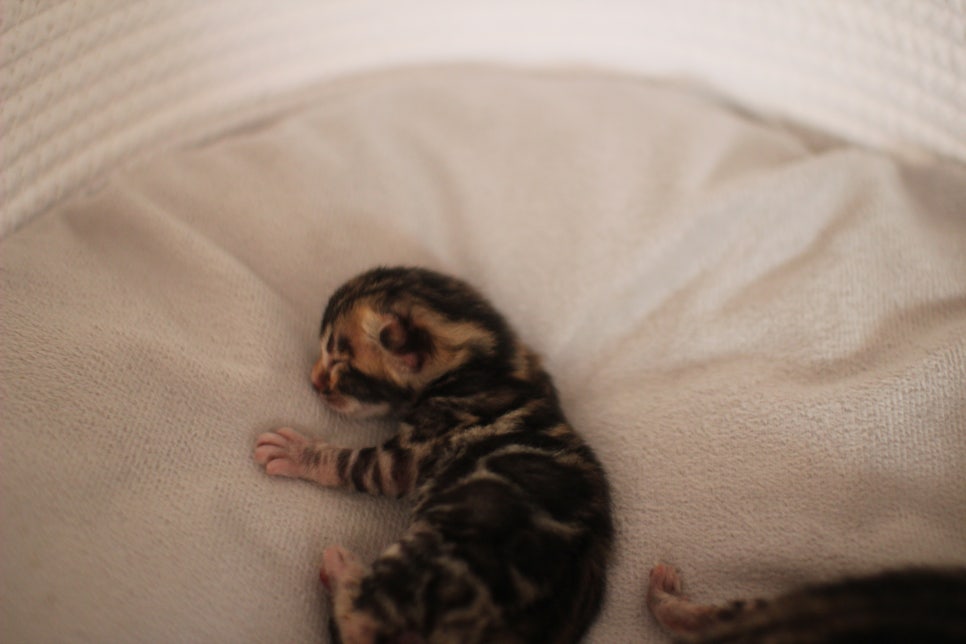 amazing bengal boy 관련 이미지 2