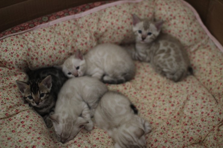 뱅갈고양이 5남매 단체샷 입니다~ 관련 이미지 10