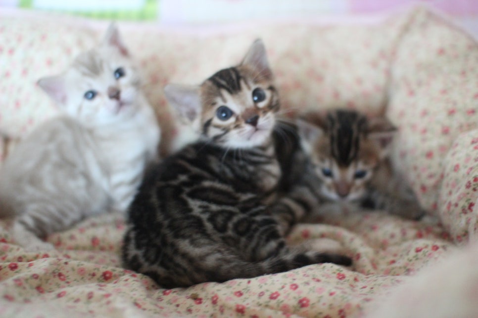 뱅갈고양이 꼬맹이들 사진전 ㅎㅎ 관련 이미지 24