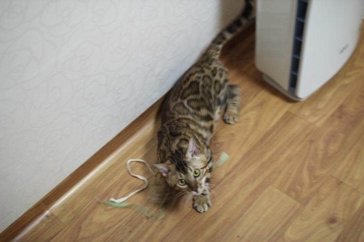 뱅갈고양이 장고~ 관련 이미지 1