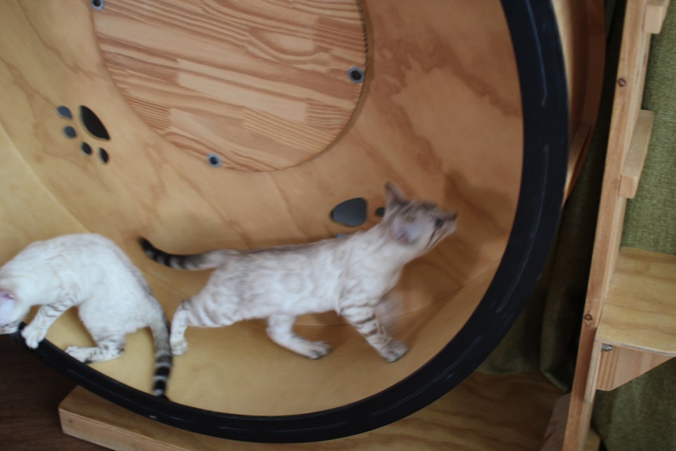 분양중인 스노우뱅갈고양이 남매예요~ 관련 이미지 15