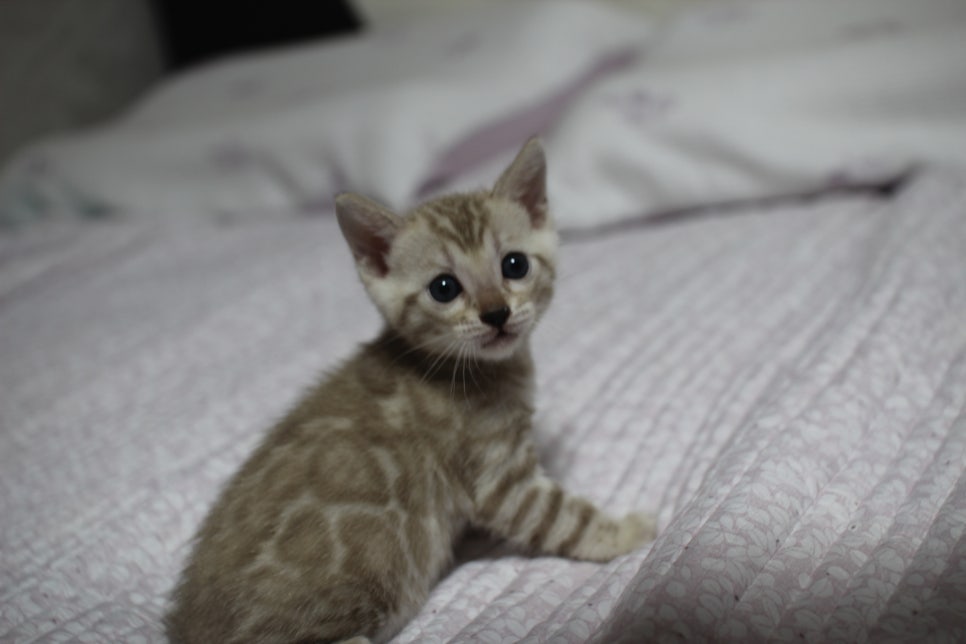 실밍크 뱅갈고양이 요정으로도 부족한 미묘 여아에요~ 관련 이미지 4