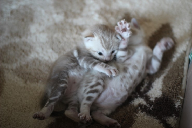 스노우 뱅갈고양이 밍크걸 보시고 가세요^^ 관련 이미지 27