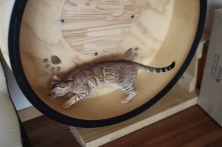 뱅갈고양이 종묘 카이예요~ 관련 이미지 4