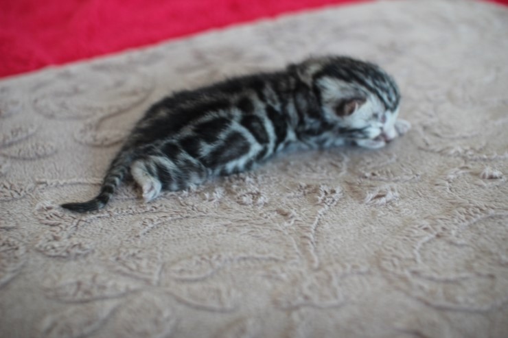 실버 뱅갈고양이 꼬물이~ 관련 이미지 2