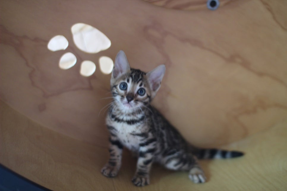 뱅갈고양이분양 무늬와 건강이 최고 관련 이미지 10