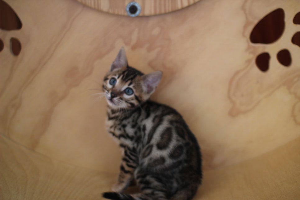 뱅갈고양이분양 환경좋은 홈캐터리에서 받으세요^^ 관련 이미지 12