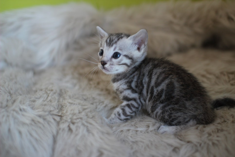 뱅갈고양이 분양 부티가 흘러요 흘러~ 관련 이미지 12