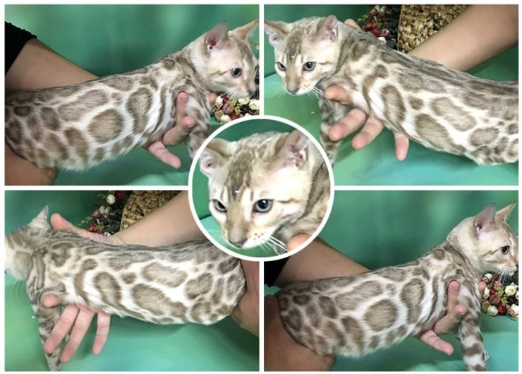 네번째 뱅갈고양이 종묘가 될 아이예요~ 관련 이미지 1