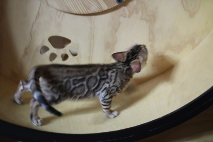 뱅갈고양이 캣휠 선수들 입장이요~ 관련 이미지 3