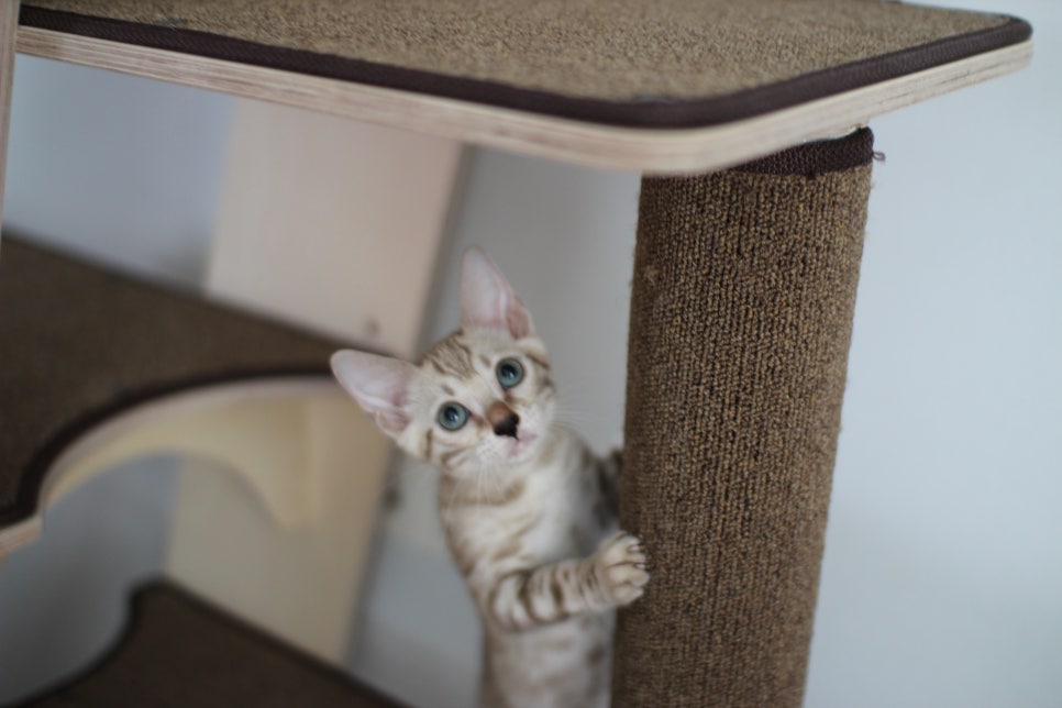 요정같이 생긴 실밍크뱅갈고양이 여아 분양해요~ 관련 이미지 13