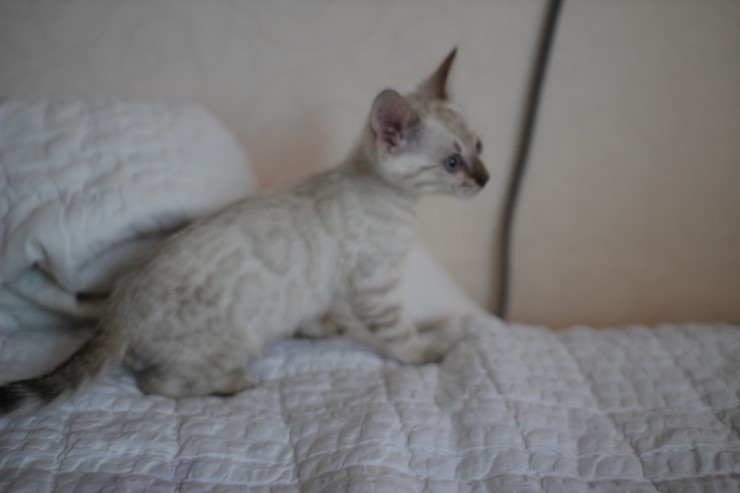 스노우 뱅갈고양이 남아 분양해요~ 관련 이미지 14