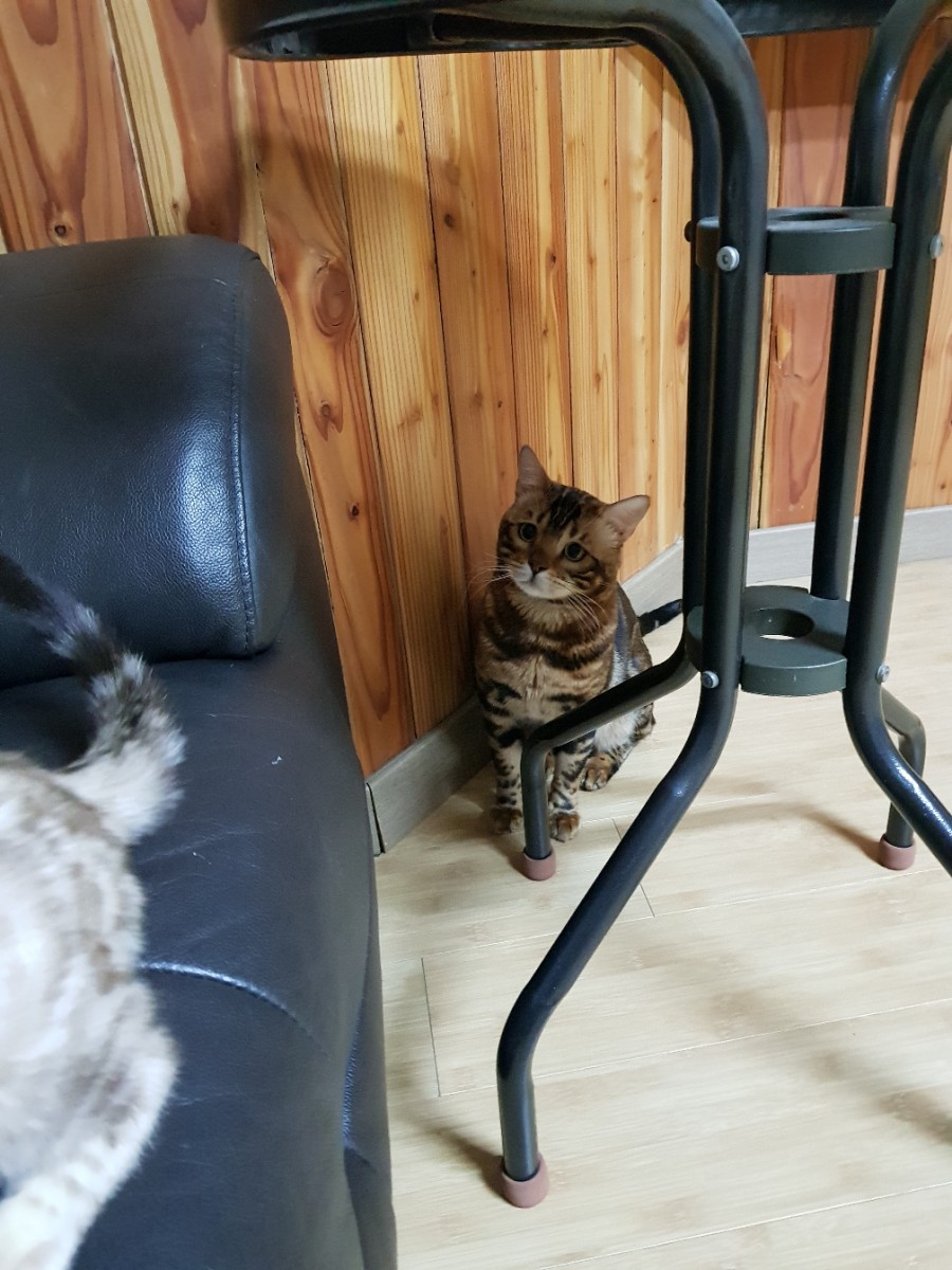 뱅갈고양이 블랙홀아 통통해지자~ 관련 이미지 3