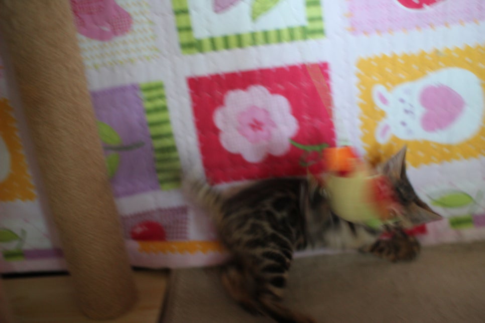 뱅갈고양이분양 매혹적인 파란눈 스노우 아이들. 관련 이미지 15