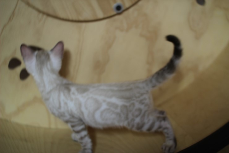 스노우 뱅갈고양이 맏형인 밍돌이예요~ 관련 이미지 2