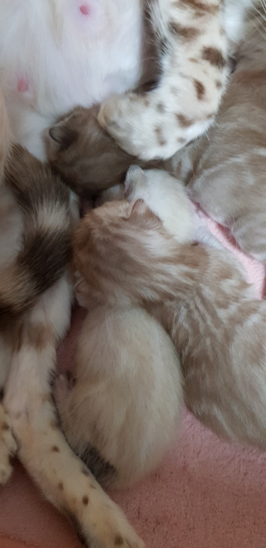 스노우뱅갈고양이 꼬물이들 엄마 곁에서 꿈나라로~ 관련 이미지 2