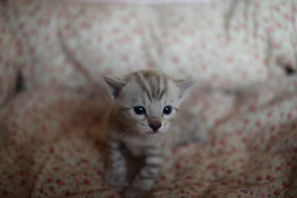 스노우뱅갈고양이 꼬맹이들은 사랑이죠! 관련 이미지 5