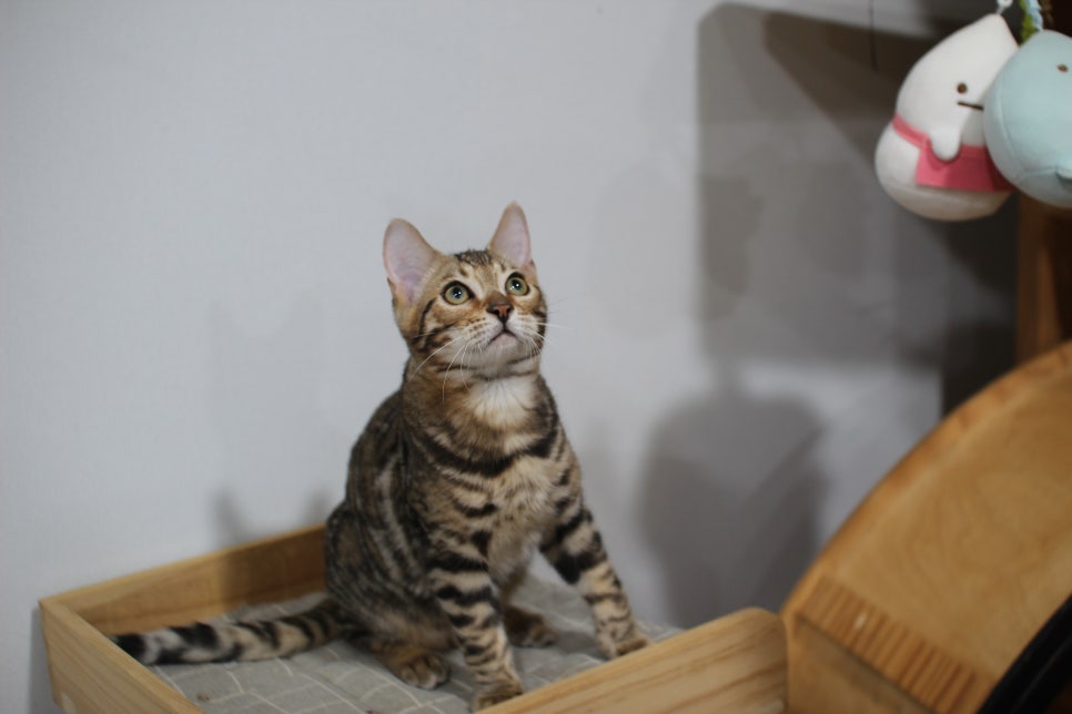 애교가 넘치는 미남 뱅갈고양이 분양해요~ 관련 이미지 6