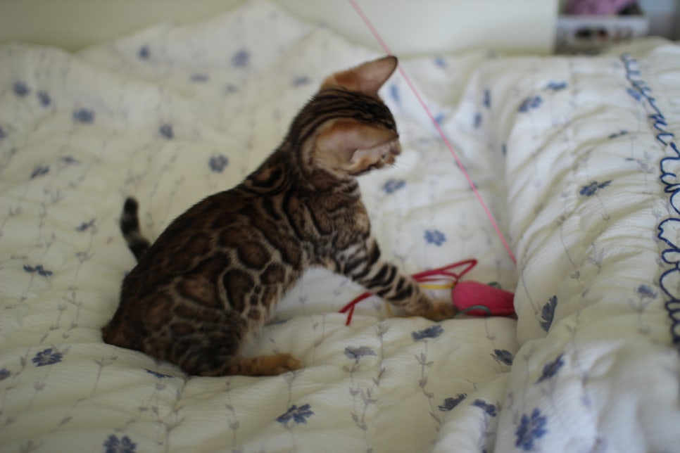 브라운 뱅갈고양이 자매 분양합니다~ 관련 이미지 19