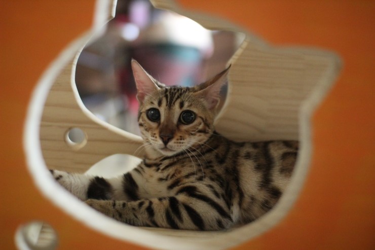 뱅갈고양이 아이들 일상... 관련 이미지 6