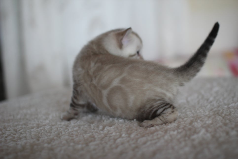 스노우 뱅갈고양이 꼬맹이 너무 이뻐요^^ 관련 이미지 10