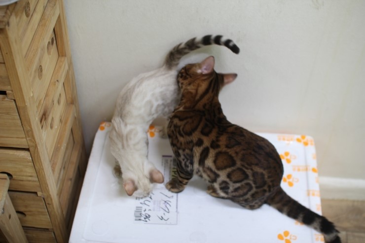 뱅갈고양이,뱅갈고양이 분양,닭고기는 마니커~~~ 관련 이미지 7