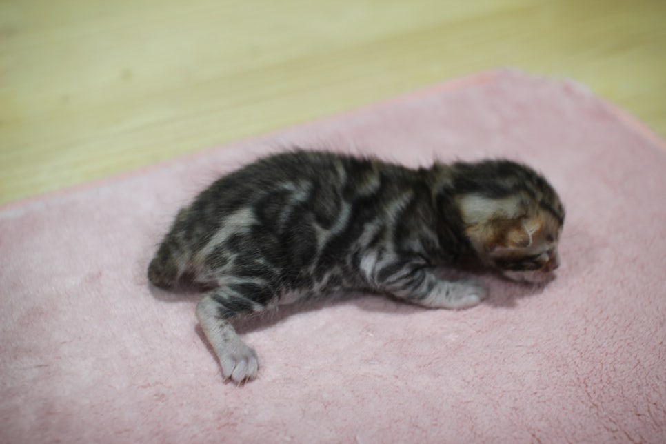 브라운 뱅갈고양이 꼬물이 남아 눈도 뜨고 하루가 다르게 더 이뻐지고 있습니다~ 관련 이미지 5