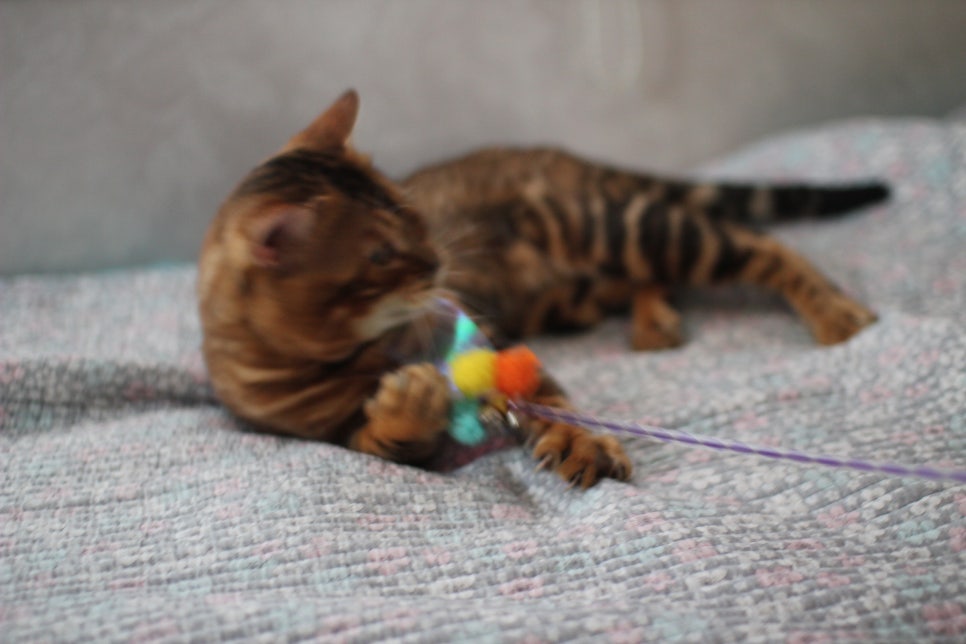 소유뱅갈캐터리 원탑 오랜만에 사진 찍었어요~ 관련 이미지 15