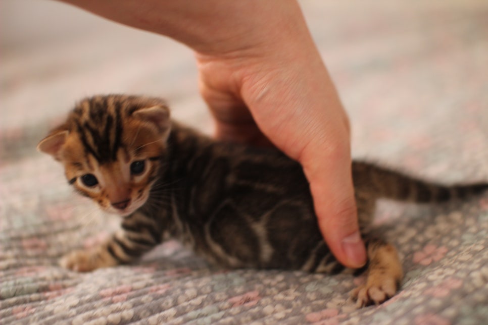 어메이징 브라운 뱅갈고양이 형제예요~ 관련 이미지 11