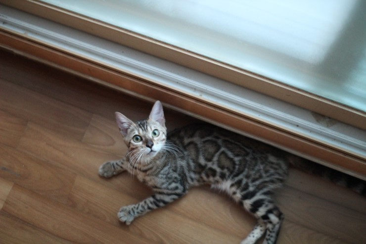 soyu lien 관련 이미지 2