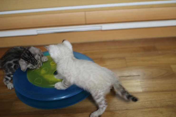 뱅갈고양이 꼬맹이들 노는 시간~ 관련 이미지 1