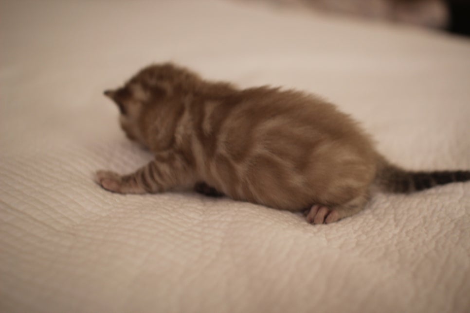 고퀄리티 스노우뱅갈고양이 아이들 분양합니다~ 관련 이미지 1