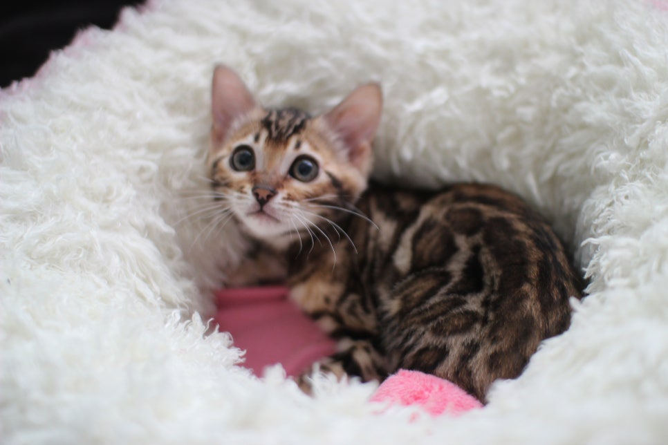 왕눈이 개냥이 브라운 뱅갈고양이 여아 분양해요~ 관련 이미지 2