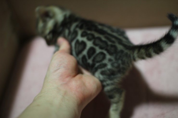 뱅갈고양이 분양 꼬맹이 자매예요~ 관련 이미지 1