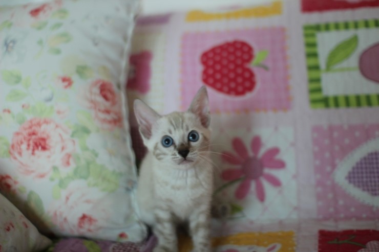 실링스뱅갈고양이 키퍼여아 많이 컸어요 관련 이미지 2