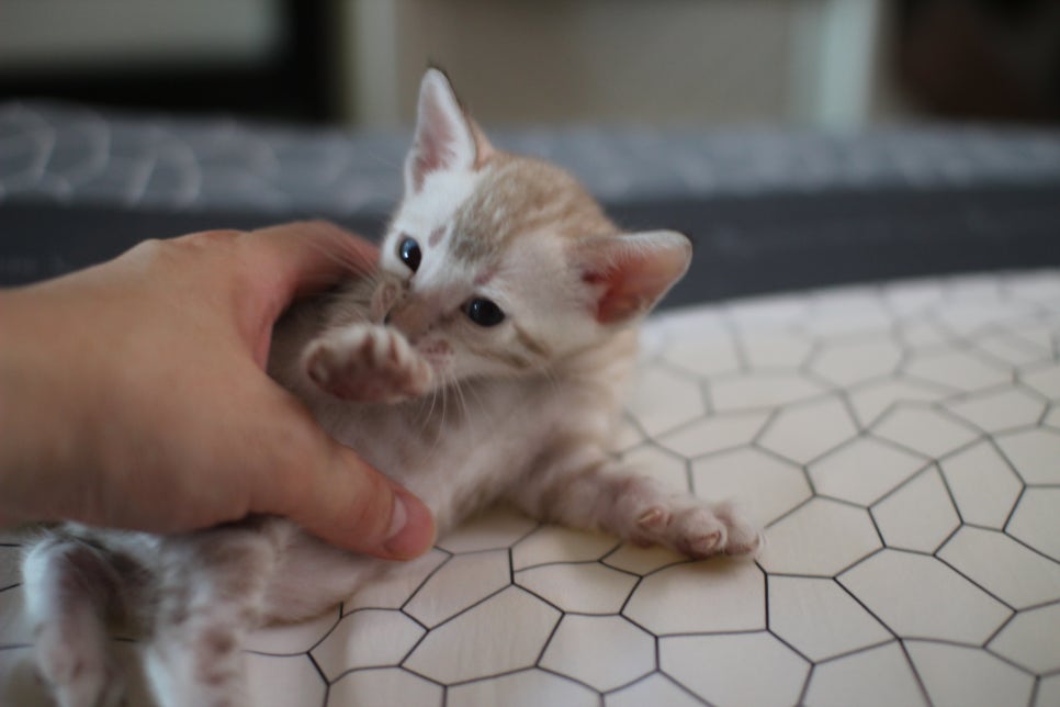 성격 최고 어메이징 스노우뱅갈고양이 꼬맹이~ 관련 이미지 2