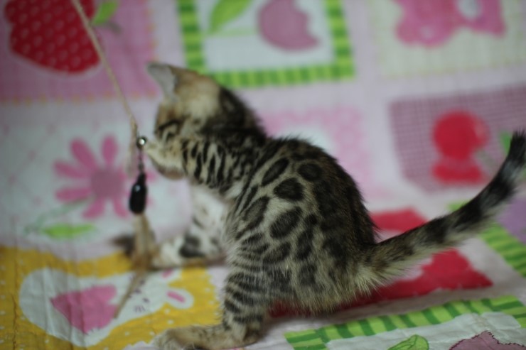 뱅갈고양이 분양 진정한 개냥이란? 관련 이미지 23