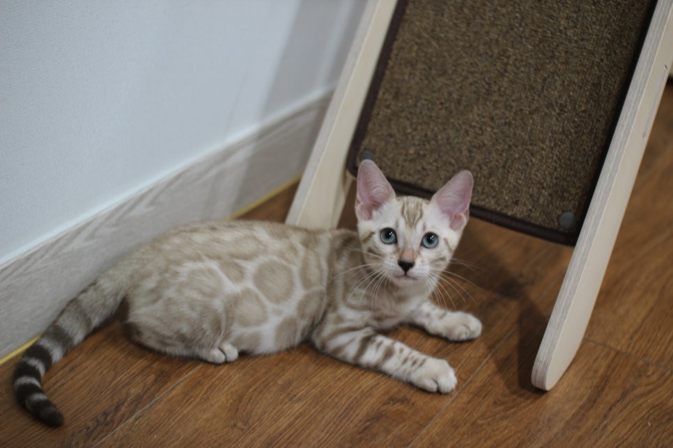 뭘 그렇게 쳐다보니? 관련 이미지 1