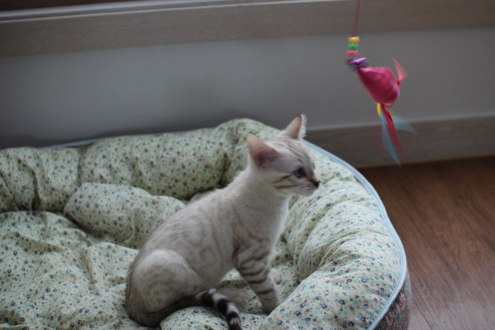 스노우뱅갈고양이 여아 분양해요~ 관련 이미지 5