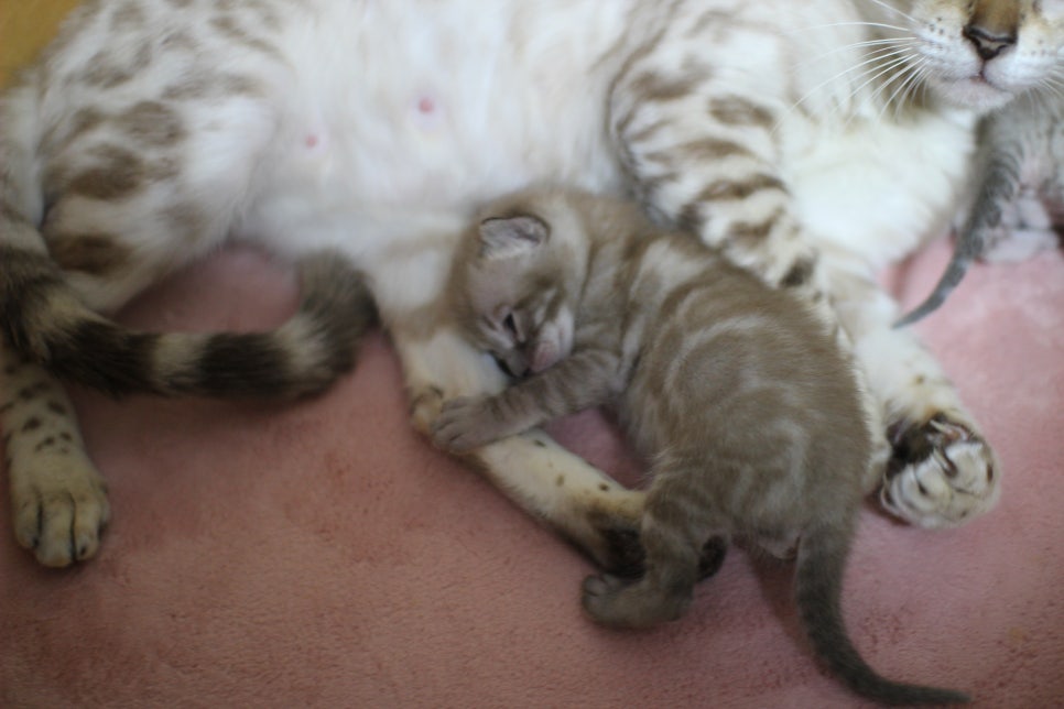 밍크차콜 뱅갈고양이 꼬물이에 사랑스러운 모습~ 관련 이미지 2