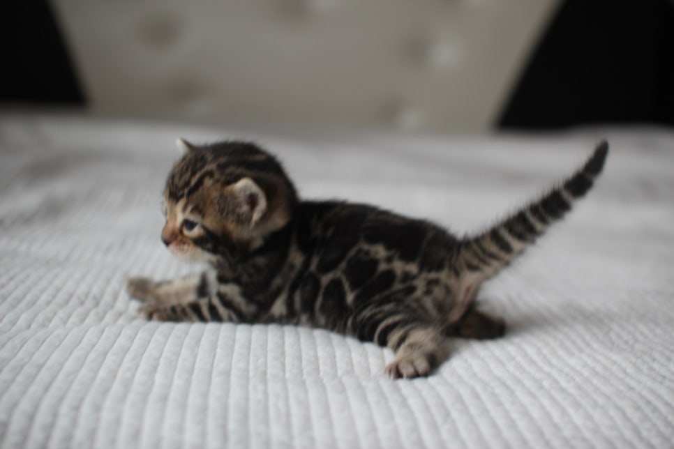 뱅갈고양이분양 고민하지 마세요! 관련 이미지 20