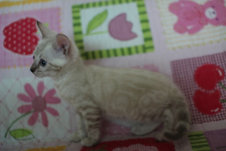 실링스뱅갈고양이 키퍼여아 많이 컸어요 관련 이미지 5